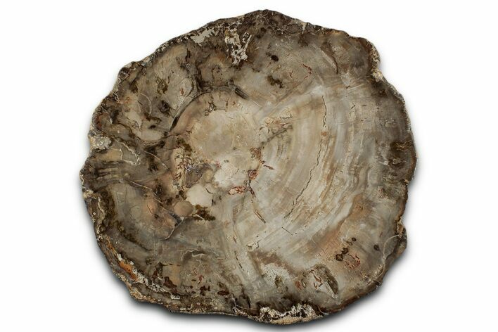 Polished Petrified Wood (Araucaria) Round - Madagascar #358039